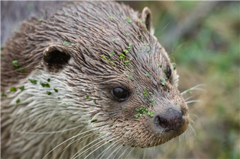 Photo by Joel Walley 