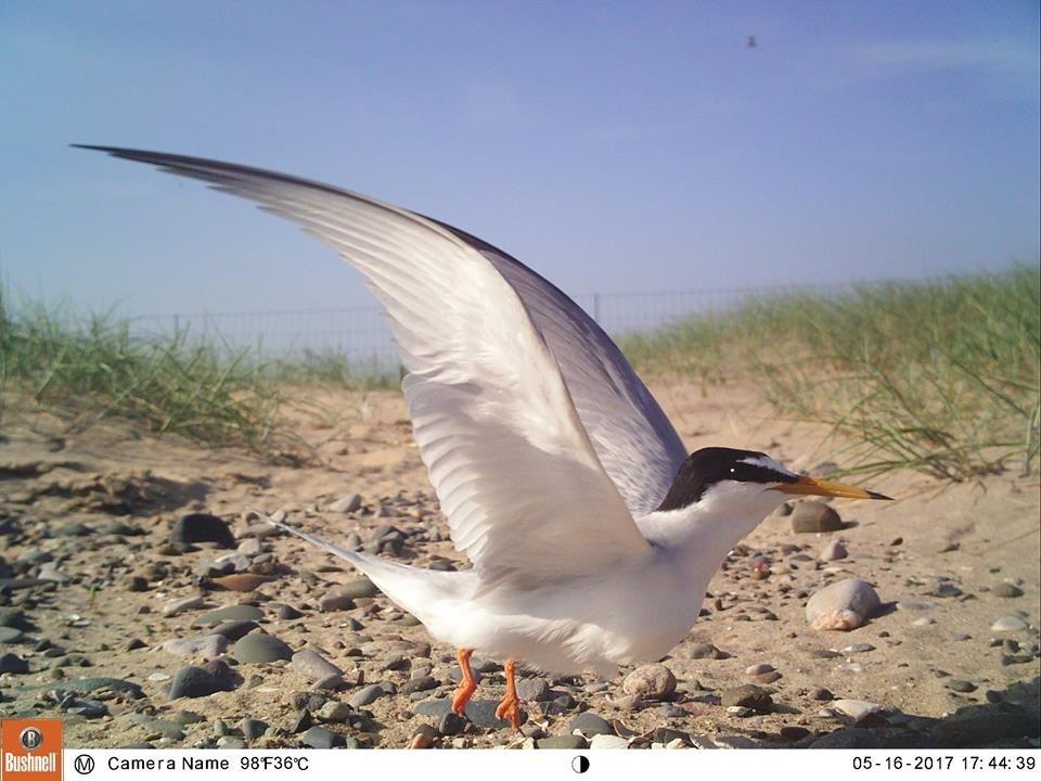 Little Tern 4