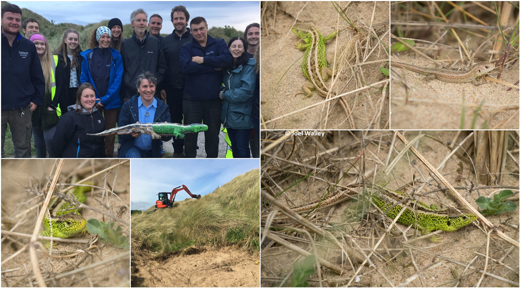 Sand Lizards