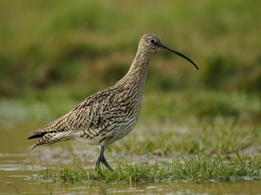 Welsh Curlew
